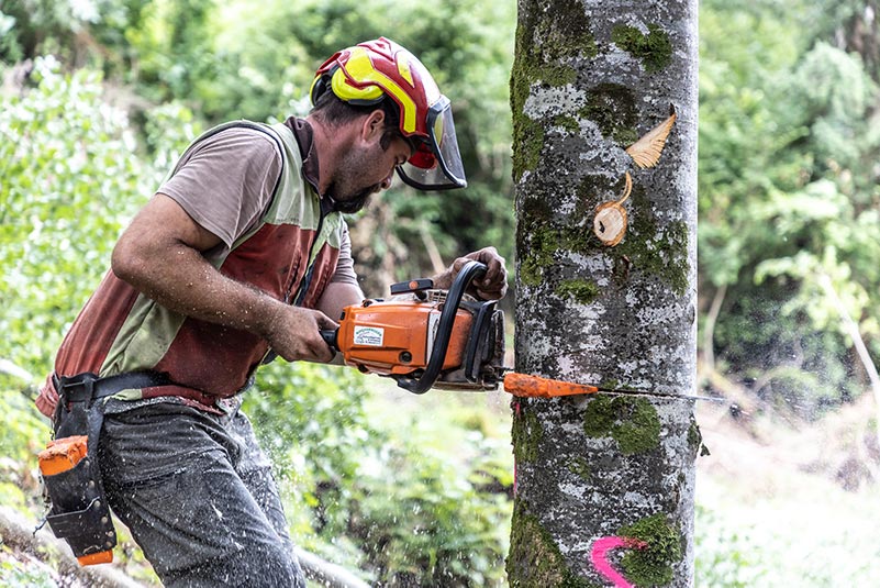 Thomas Moosbrugger sägt mit der Motorsäge einen Baum um
