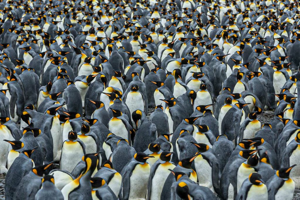 Eine Kolonie von Königspinguinen schart sich