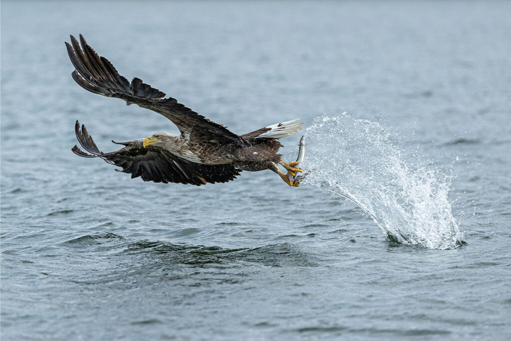 Der Seeadler fliegt mit Aal in den Krallen übers Wasser