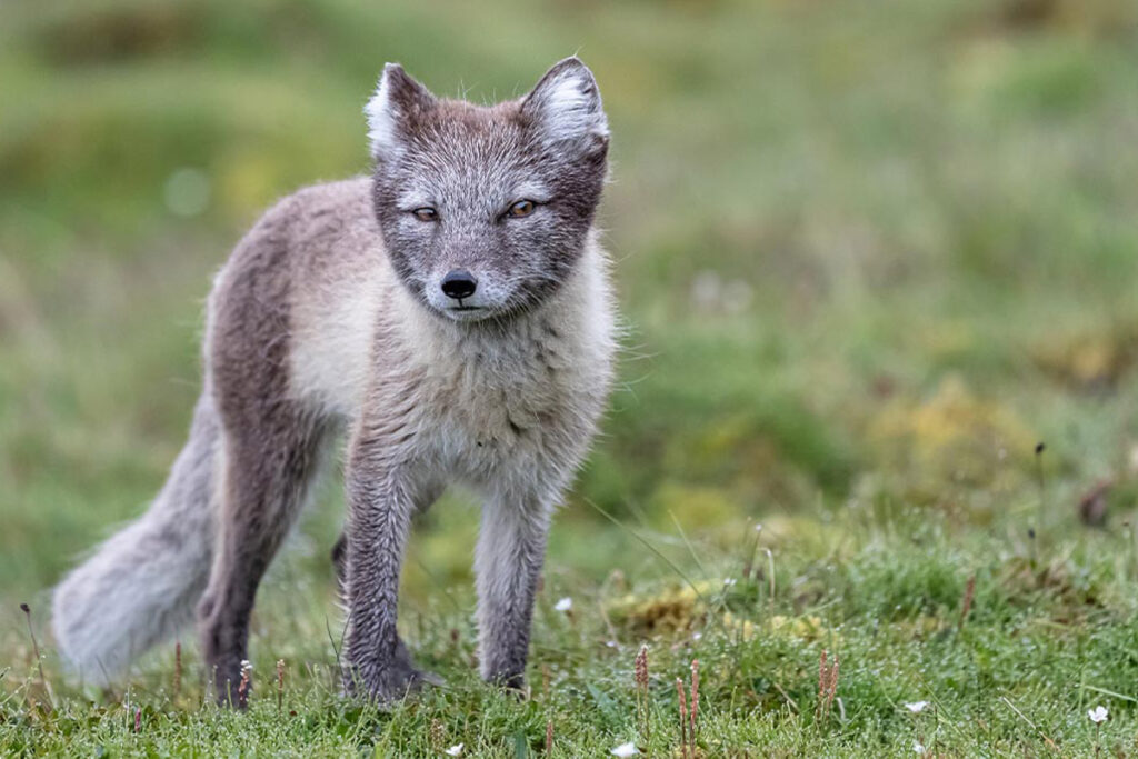 Polarfuchs fotografiert von Robert Marc Lehmann