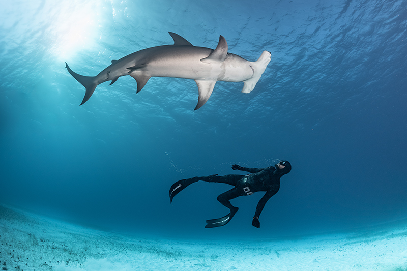 Robert Marc Lehmann schwimmt neben einem Hammerhai