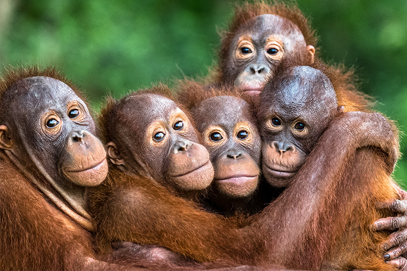 Fünf Orang-Utans kuscheln sich aneinander