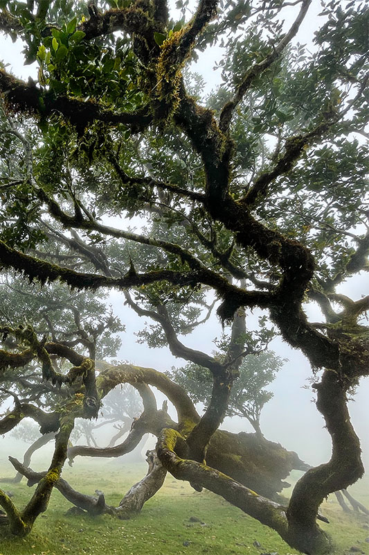 Der „Feenwald“ von Fanal verdankt seinen passenden Spitznamen den jahrhundertealten, moosbewachsenen Lorbeerbäumen und dem dichten Nebel, der eine surreal anmutende Szenerie schafft.