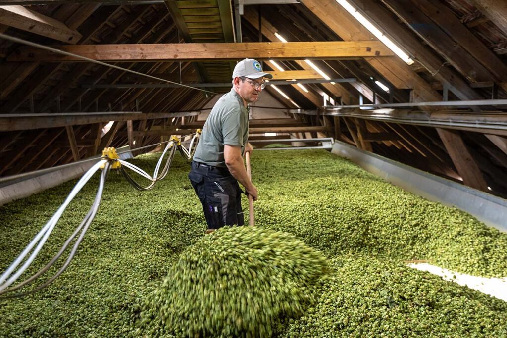 Hopfenbauer Ostler schippt den getrockneten Hopfen