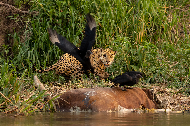 Geier und Jaguar am Flussufer