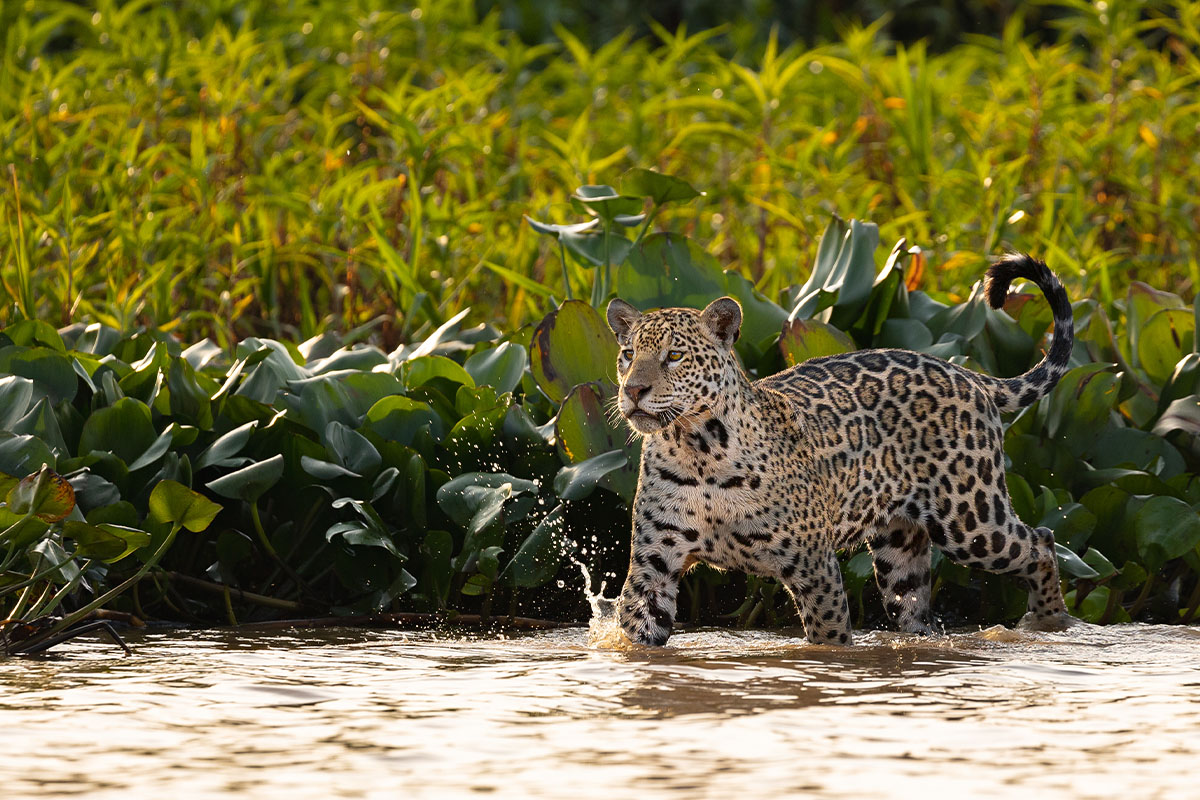 Eine Jaguar Dame stapft durch den Fluss