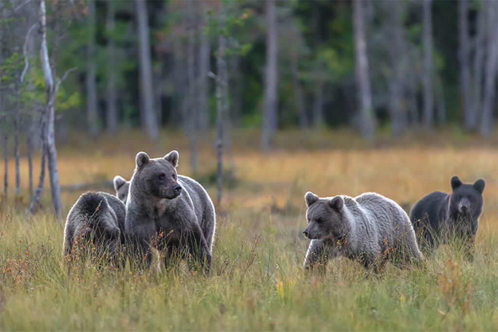 Eine Gruppe von Braunbären im Wald